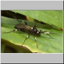 Achaius oratorius - Schlupfwespe w065c 13mm-fdet02.jpg